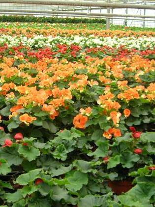 Floramiata: in 96 saranno reintegrati 