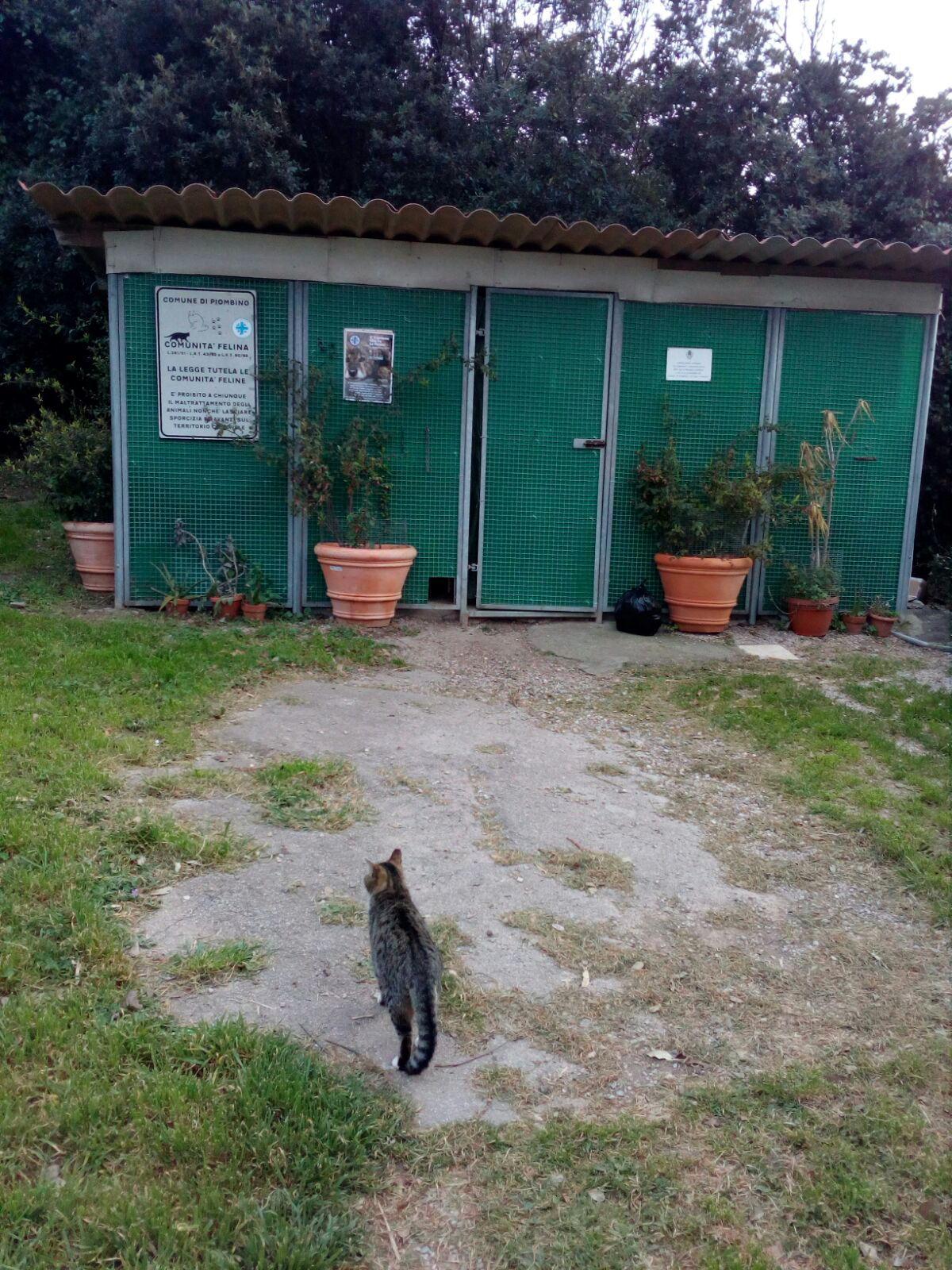 Un’immagine del gattile di Calamoresca