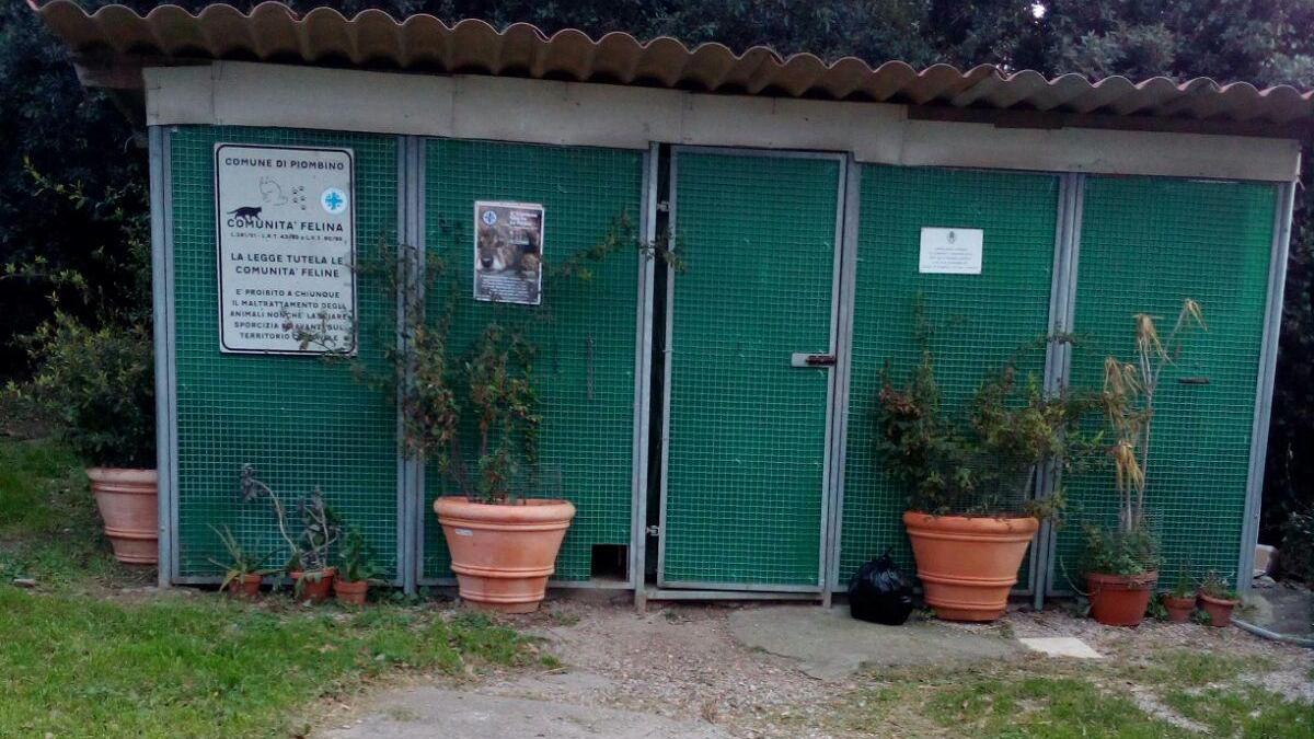 Un’immagine del gattile di Calamoresca