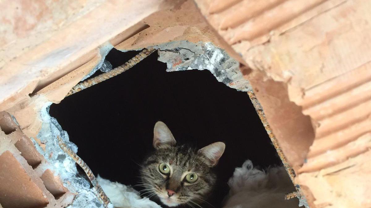 La gattina Briciola fa capolino dal buco fatto nel soffitto per liberarla