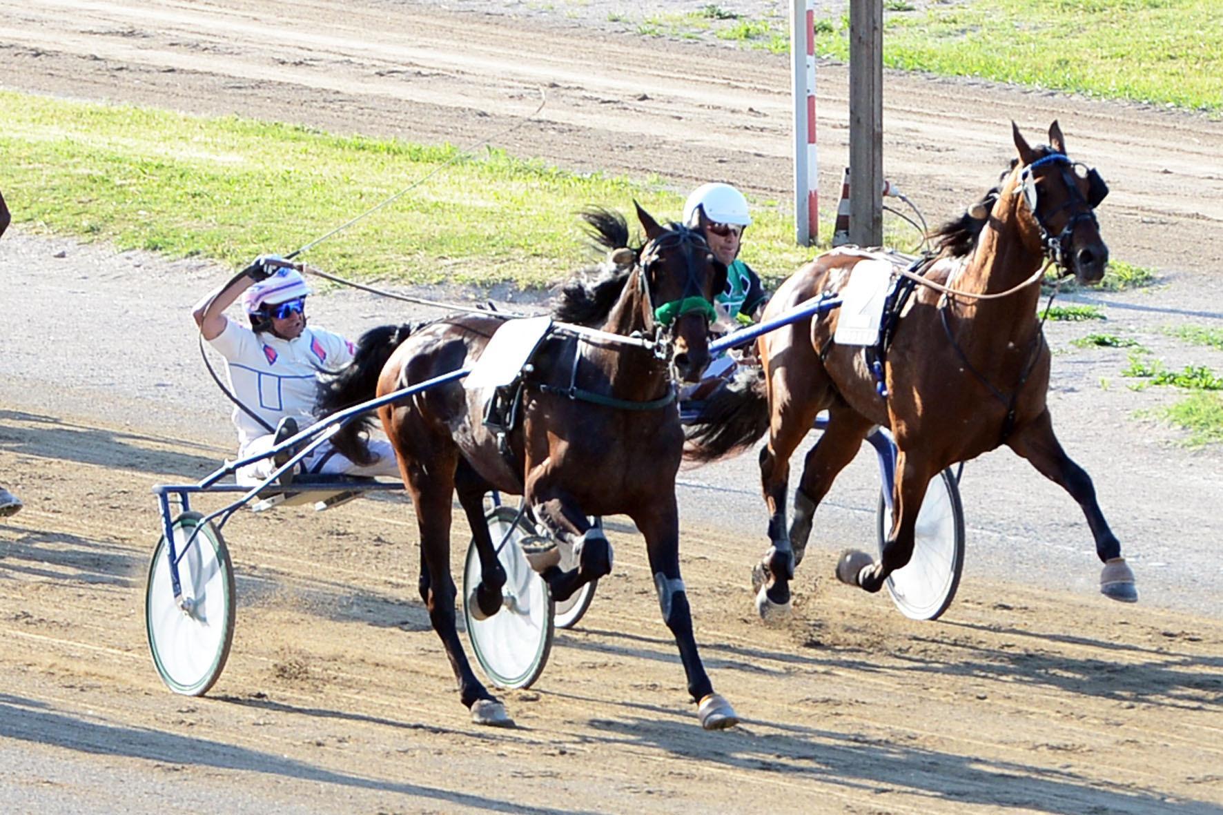Modena, cavallo risulta positivo al doping: allenatore denunciato 