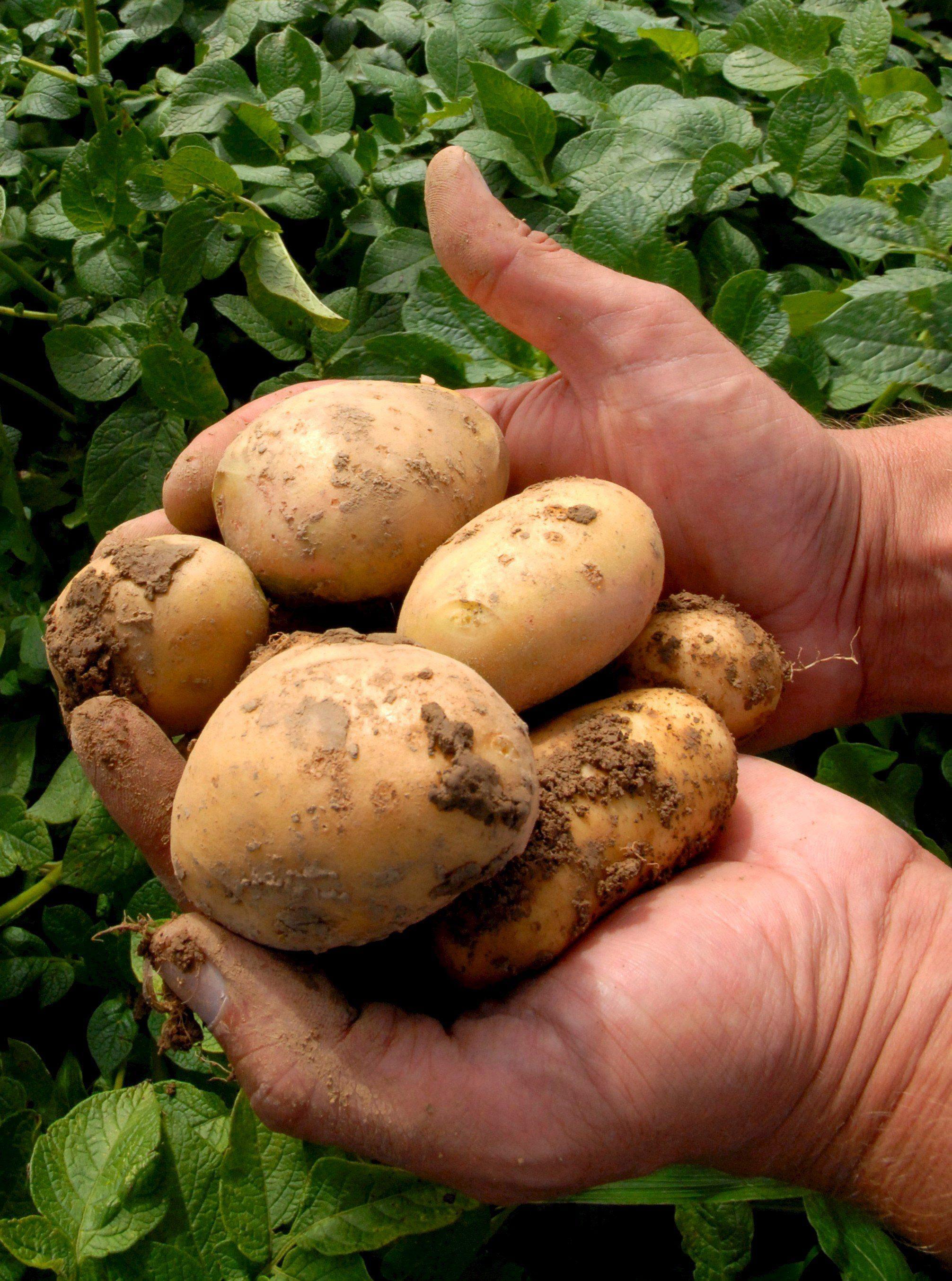 Monastir, tra giochi e mostre le ricette degli chef a base di patate