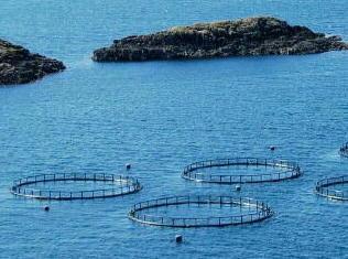 Orate e spigole offshore nel mare della Giannella 