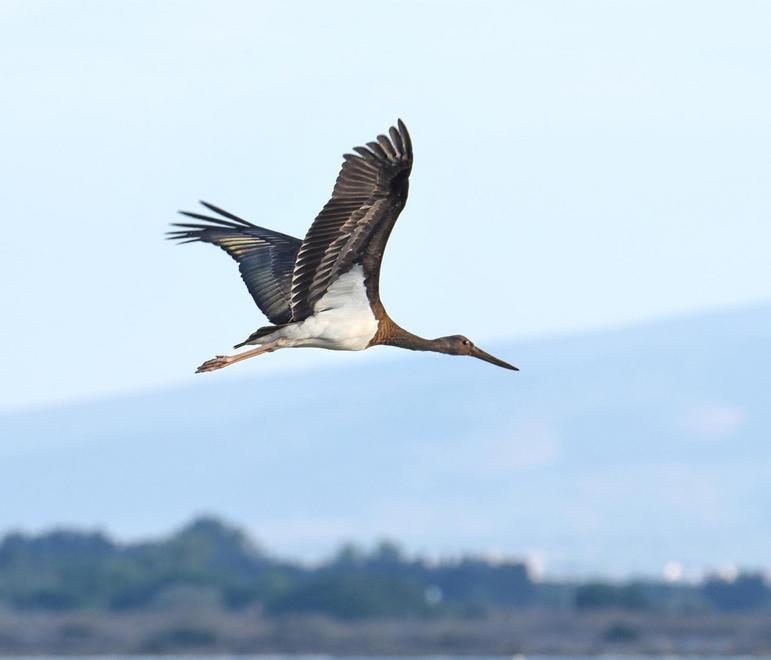 Alleanza tra Giave e Cossoine per salvaguardare le cicogne 