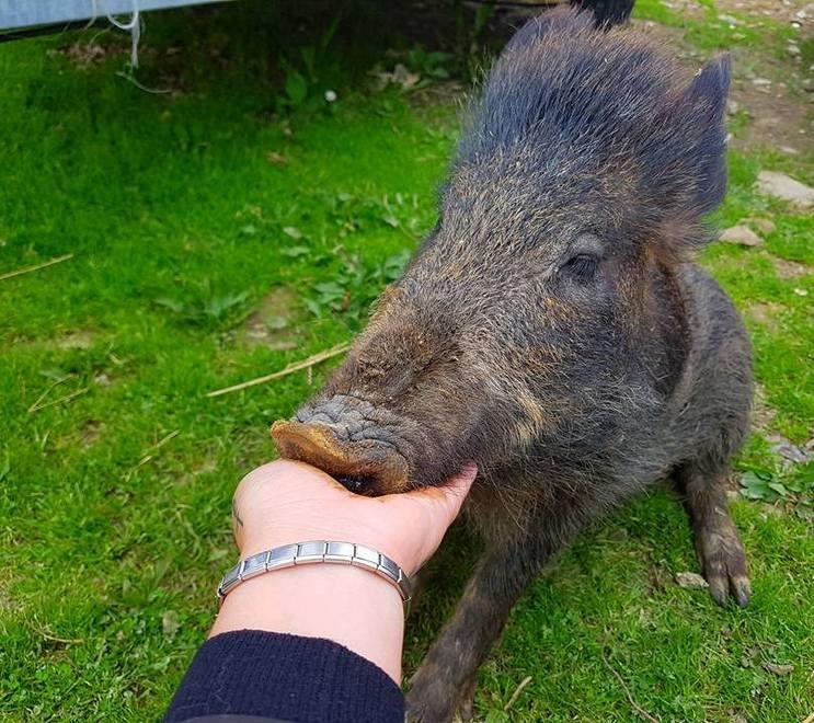 Un appello per salvare Sporky, l’amico-cinghiale 