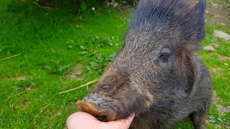 Un appello per salvare Sporky, l’amico-cinghiale