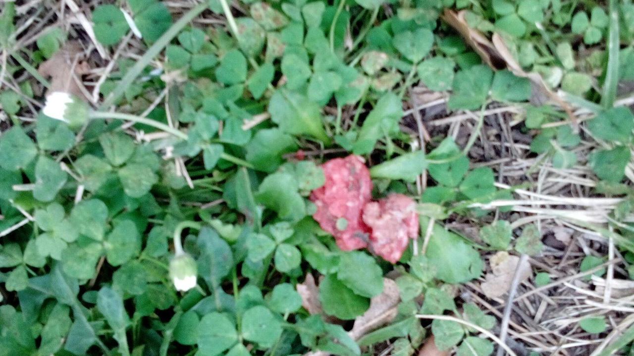 Cani intossicati dopo aver ingerito resti di droga nel parco