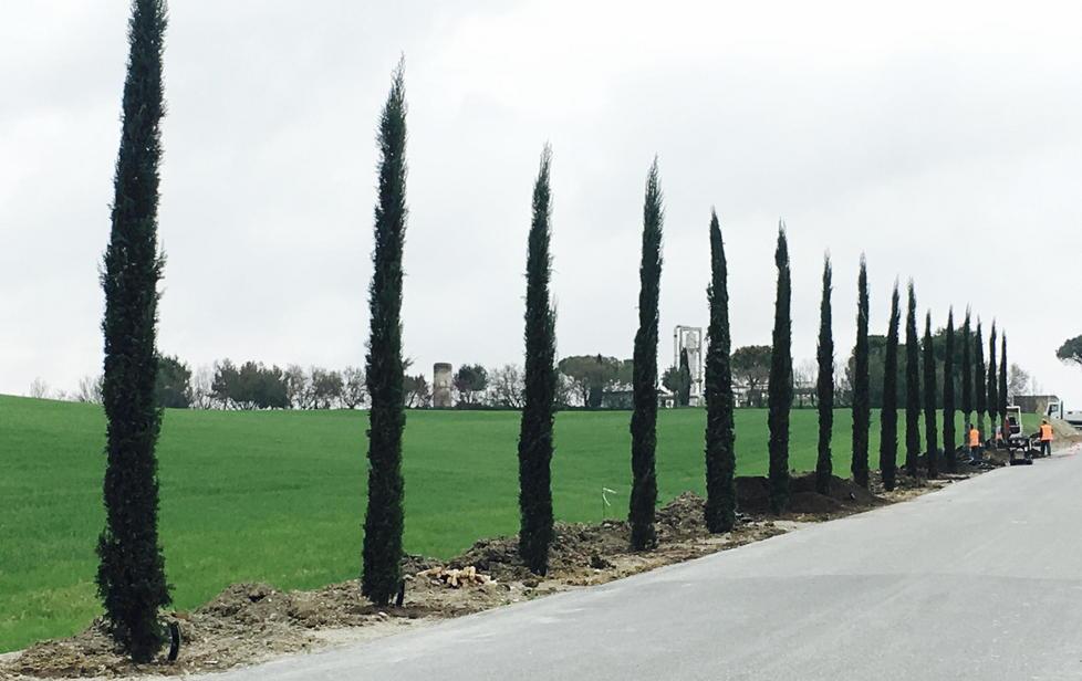 Primi 39 cipressi sulla via di ingresso 