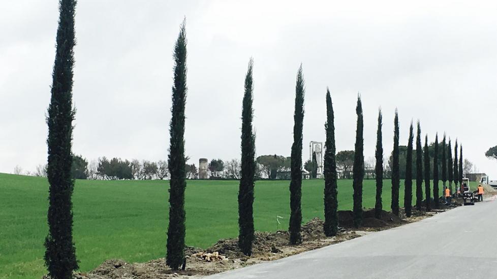Primi 39 cipressi sulla via di ingresso