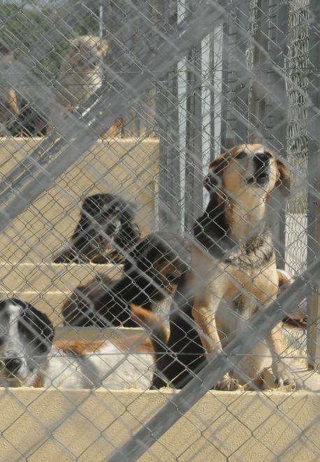 «I cani di nuovo in strada se la Regione non ci aiuta» 