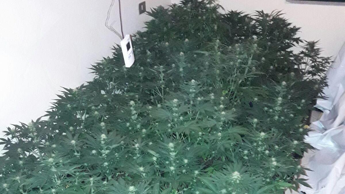 Le piante di marijuana sequestrate