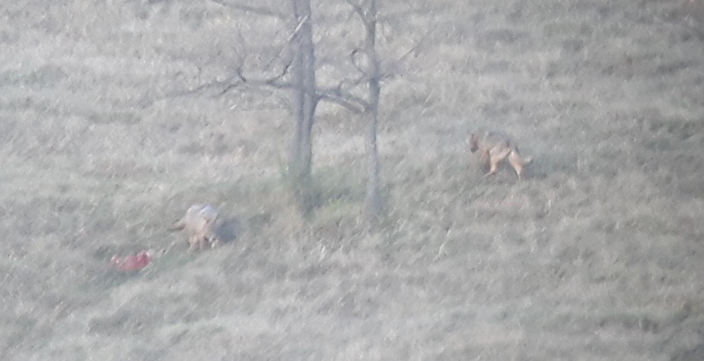 Castellarano, aquila e lupi avvistati a 400 metri dalle case  