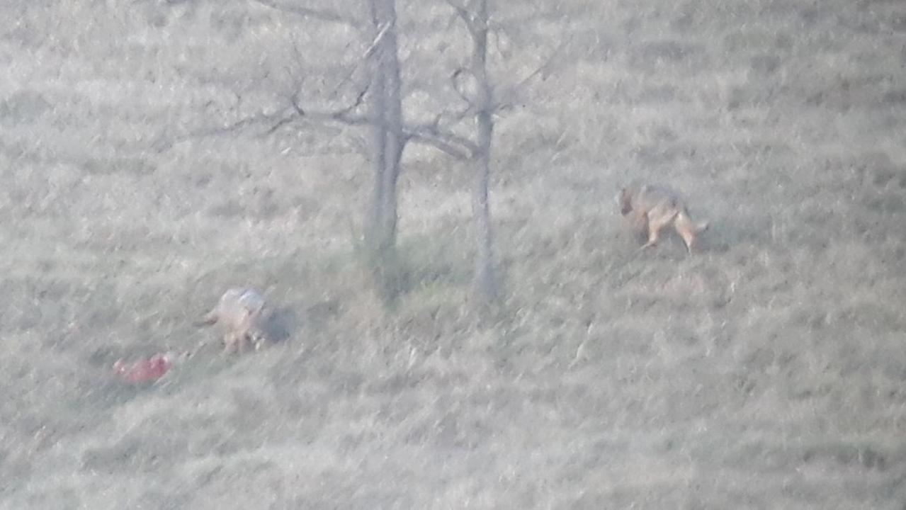 Castellarano, aquila e lupi avvistati a 400 metri dalle case