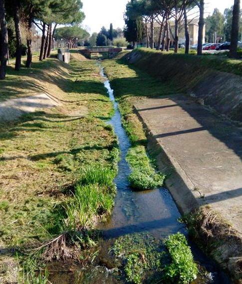 «Danneggiati i nidi delle gallinelle d’acqua»