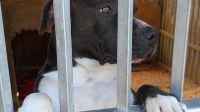 Canile abusivo, tempo fino a giovedì per il trasferimento