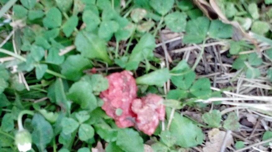 Polpette avvelenate allarme per i cani nei parchi cittadini