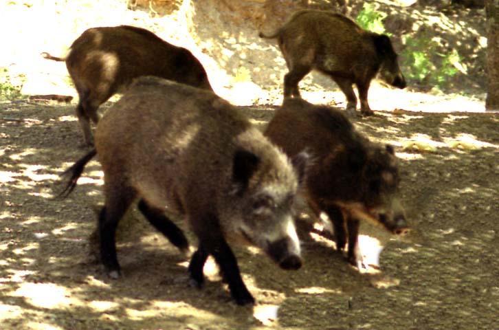 Peste suina, su 3000 test 78 cinghiali erano positivi 