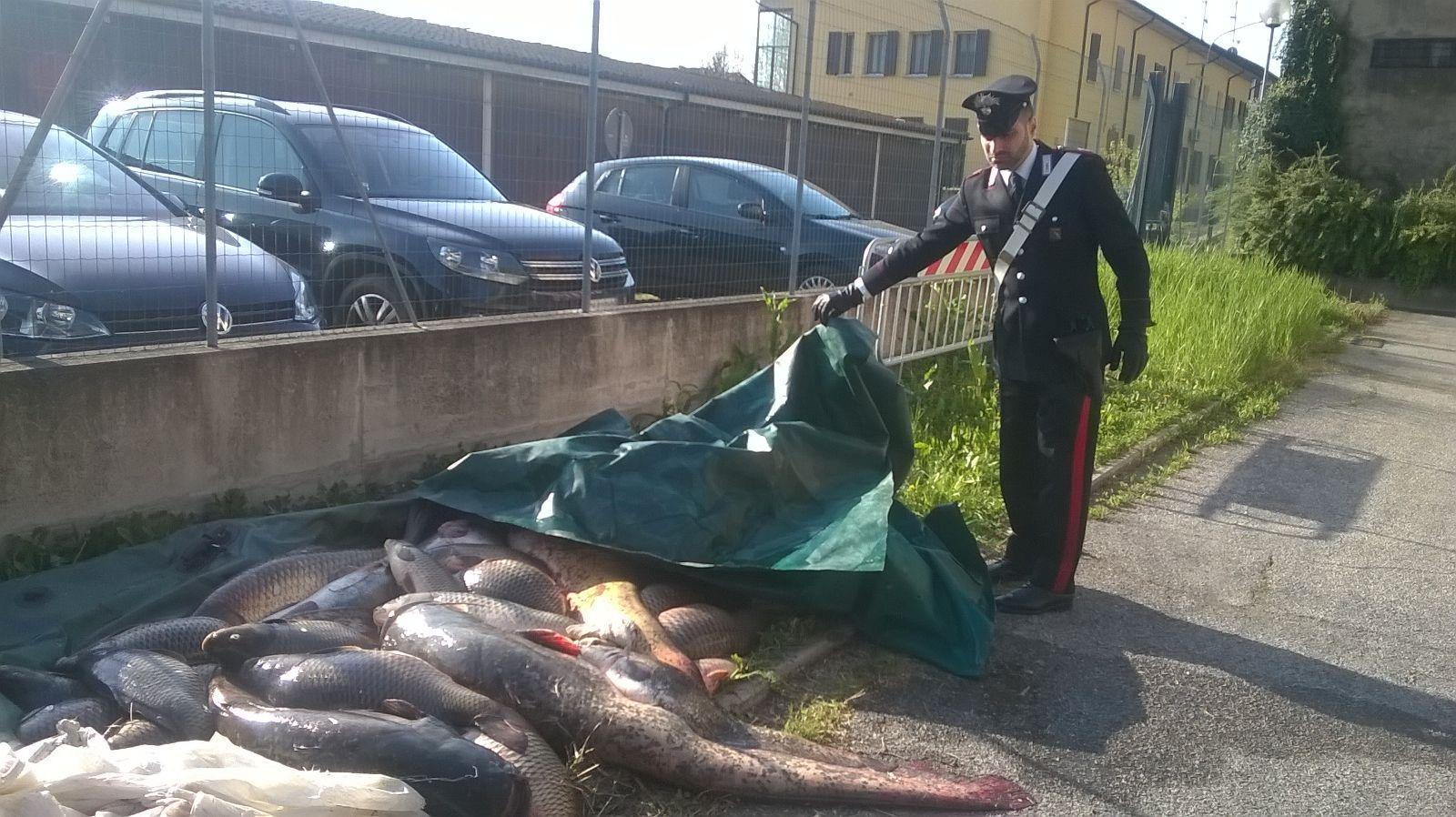 Novellara, pescatori di frodo pizzicati con un quintale di pesce