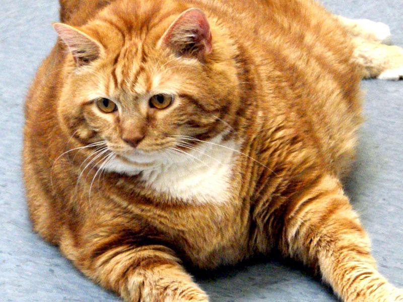 Gli avanzi delle mense scolastiche saranno dati ai gatti