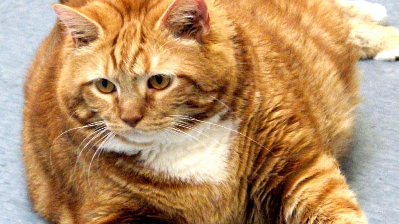 Gli avanzi delle mense scolastiche saranno dati ai gatti