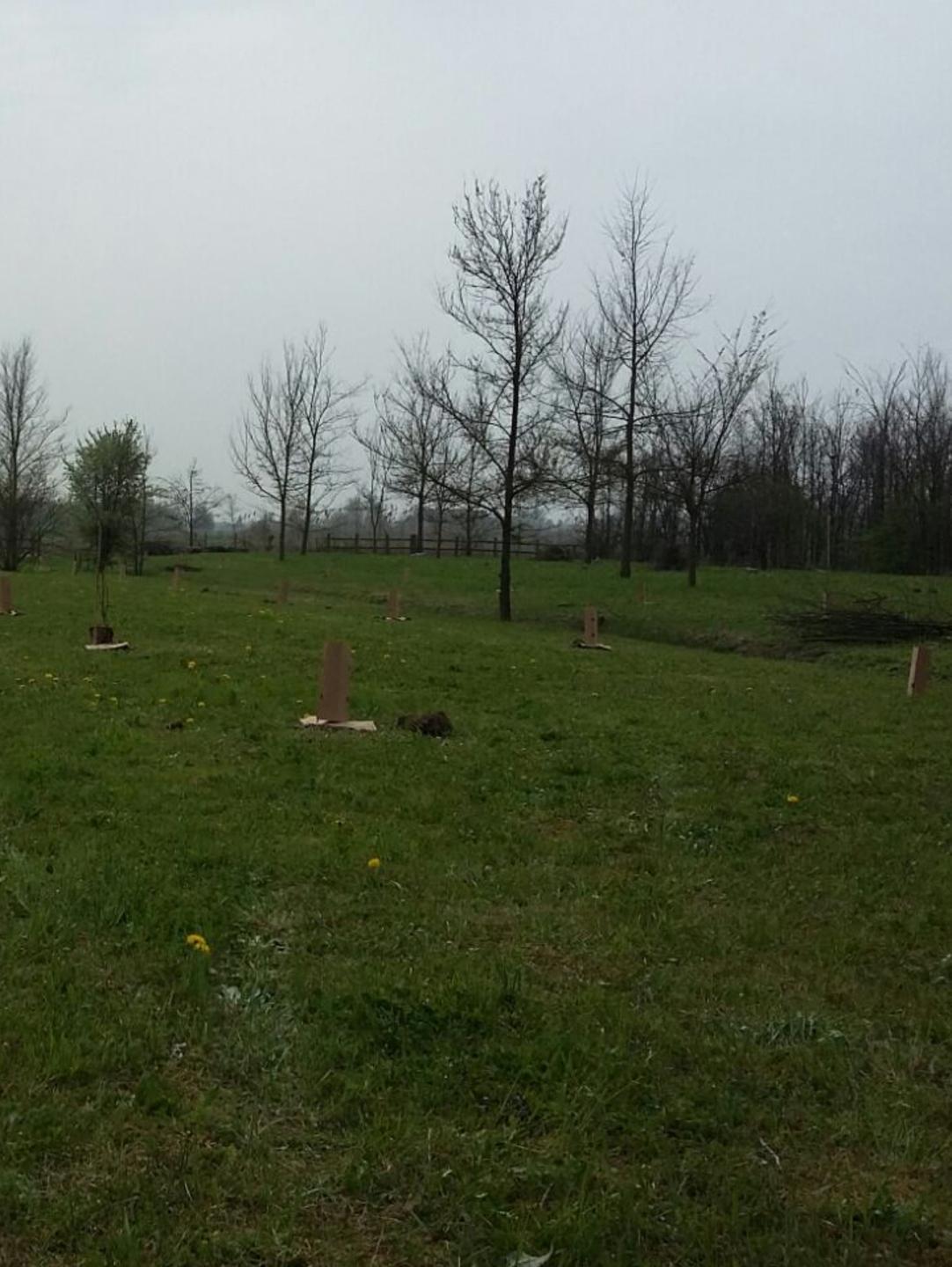 Correggio, piantati cento alberi 