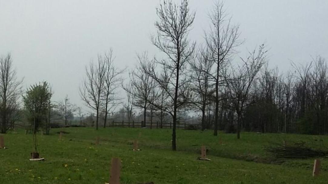 Correggio, piantati cento alberi