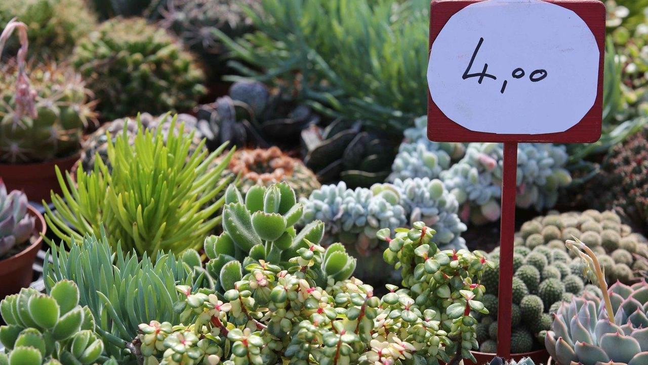Torna Bosco in Fiore Il giardinaggio a portata di tutti