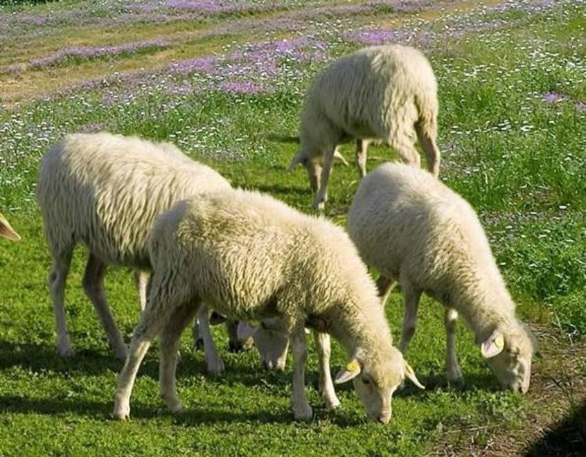 Ricerca, la facoltà di Agraria di Sassari è prima in Italia per la qualità 