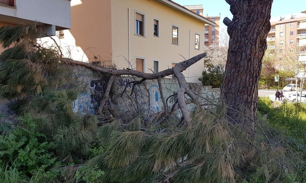 Cadono i rami: protestano i residenti