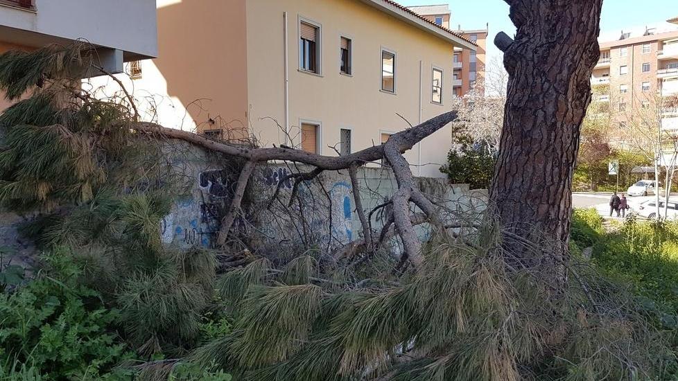 Cadono i rami: protestano i residenti