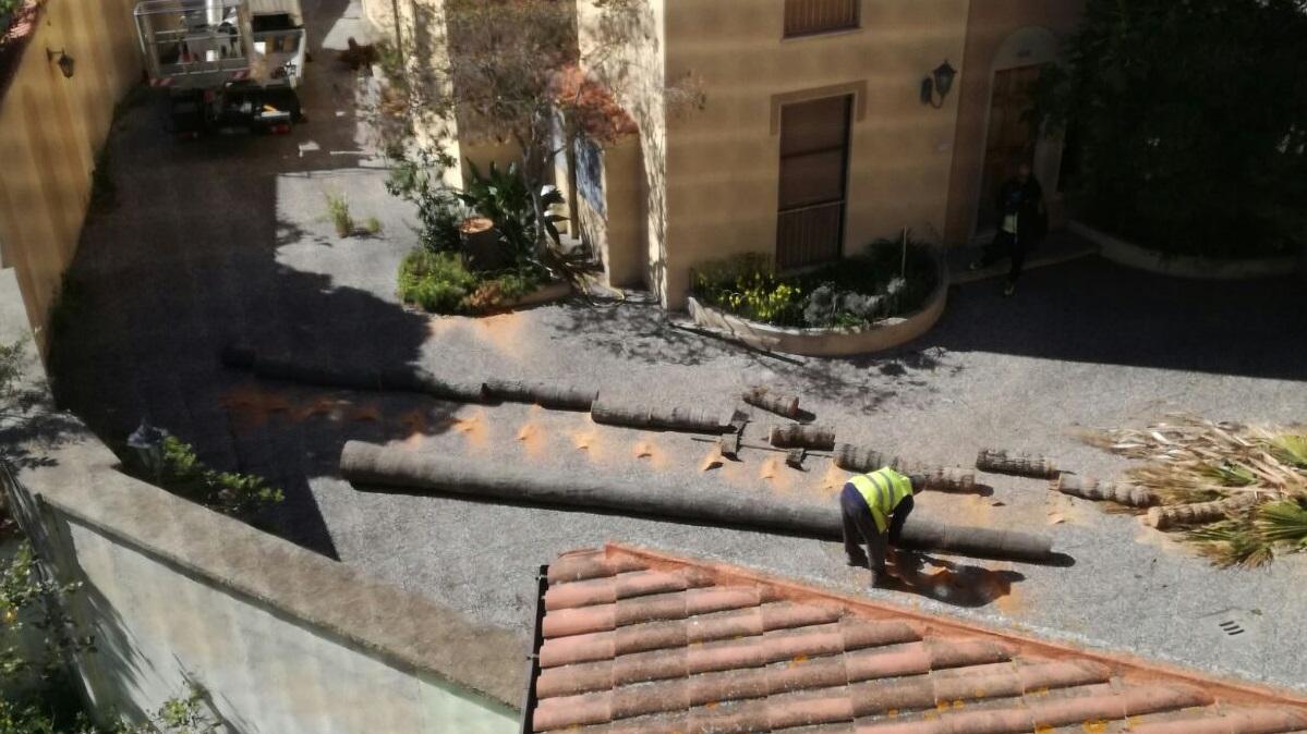 I resti della palma di via Solferino