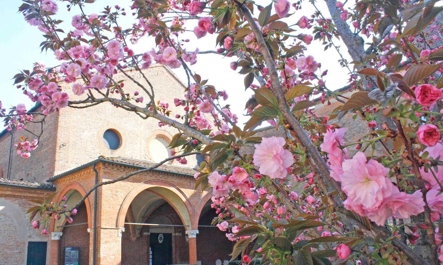 È sbocciato il ciliegio nel monastero