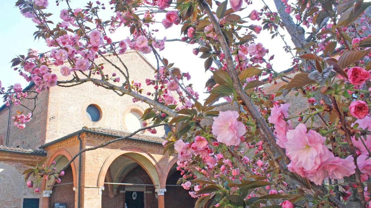 È sbocciato il ciliegio nel monastero
