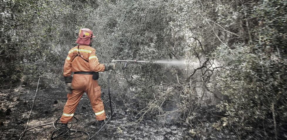 Pineta in fiamme Bruciano 11 ettari a Marina di Grosseto 