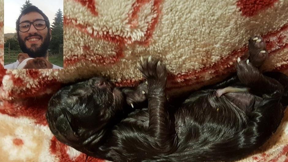 Cucciolo salvato dal cassonetto