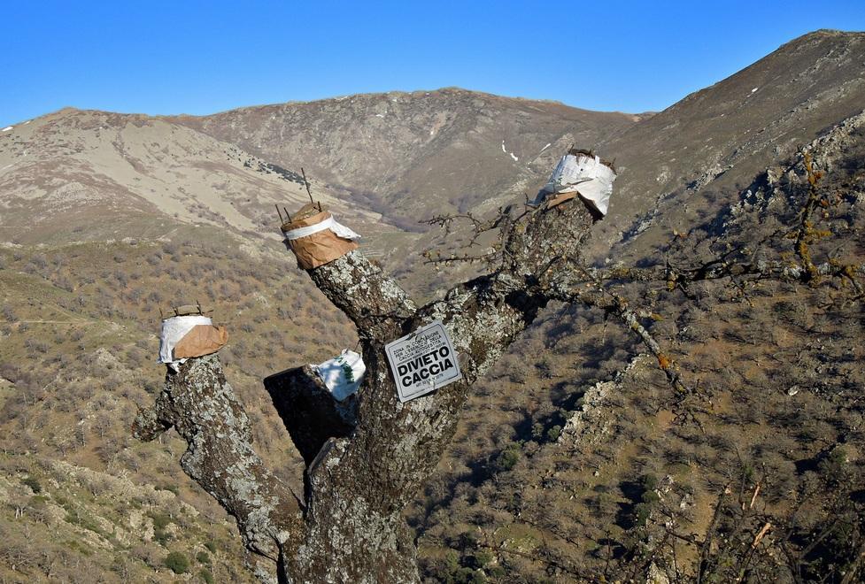 A Desulo rivive l’antica arte dell’innesto