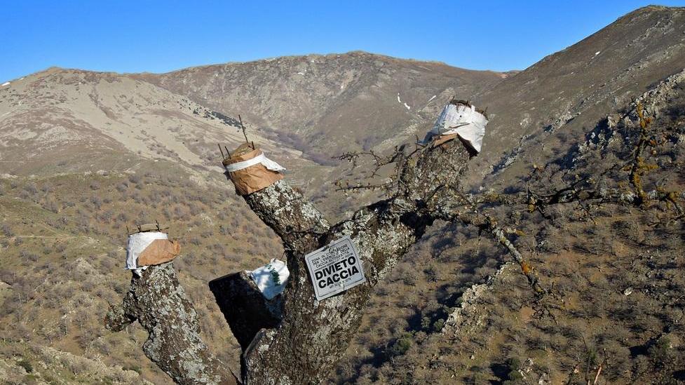 A Desulo rivive l’antica arte dell’innesto