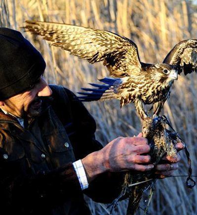 Falconeria al Museo di Calci fronte del no contro l’esibizione