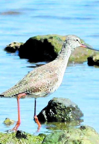 Il raro Totano Moro si rifocilla all’Elba poi riprende il viaggio verso la Scandinavia