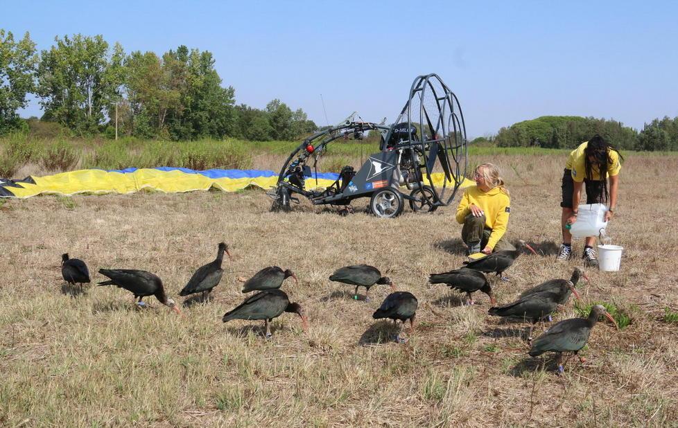 C’è un ibis eremita che ama il Sud 