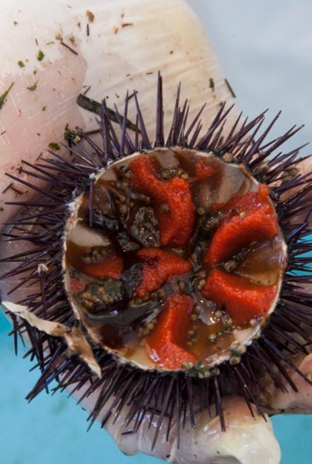 Ricci troppo piccoli, salta l’appuntamento con la Sagra