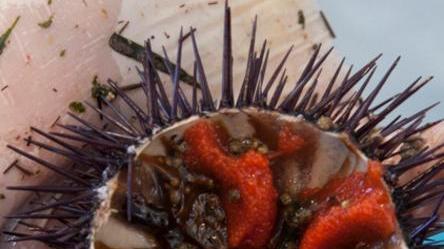 Ricci troppo piccoli, salta l’appuntamento con la Sagra