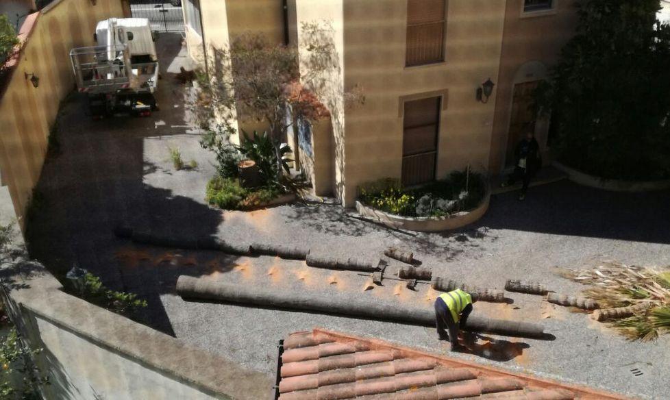 Abbattuta la palma di via Solferino