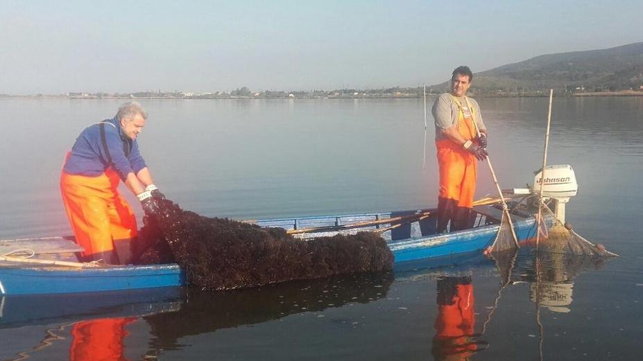 Emergenza alghe, un milione in fumo