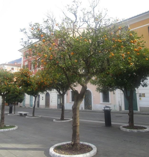 Degrado in piazza Aranci, Italia Nostra protesta e chiede di salvare le piante