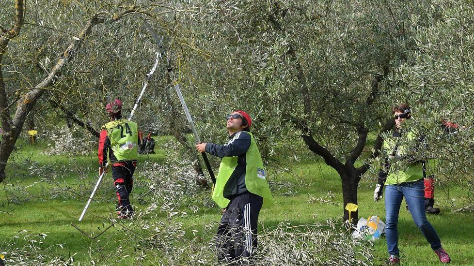 Il mago degli olivi è un diciottenne dalle forbici d’oro