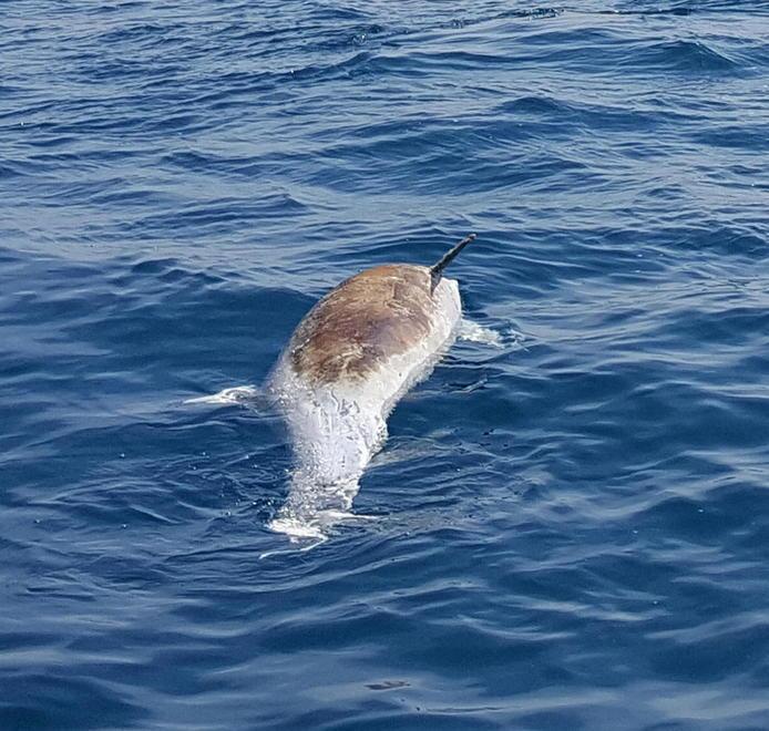 Il delfino trovato morto