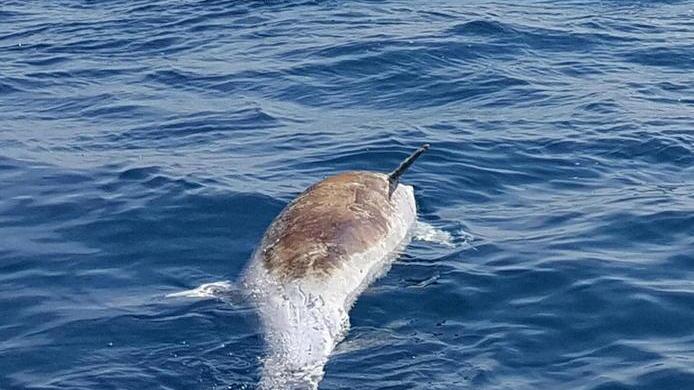 Il delfino trovato morto