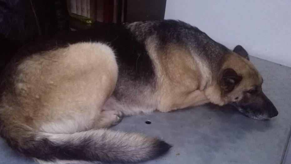 Macomer, dolore per la morte di un cane: c’è l’aiuto dello psicologo