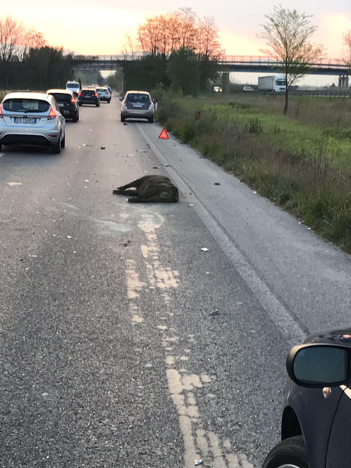 Il cinghiale travolto e ucciso sulla variante di Spazzavento